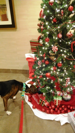 Oscar investigates the Christmas decorations in the hotel lobby.